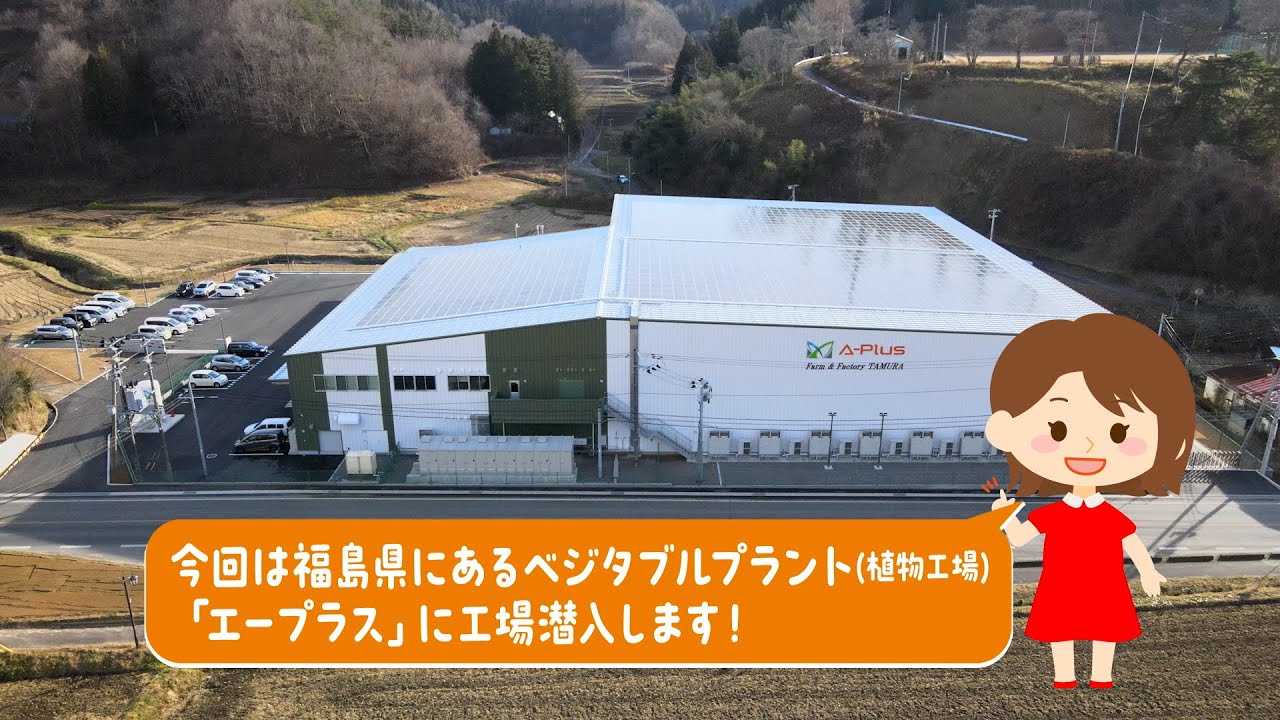 Vegetable plant factories: Sneaking a peek inside! [Seven-Eleven