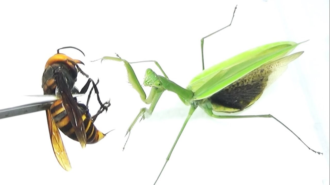 The result of bringing a giant hornet close to a praying mantis