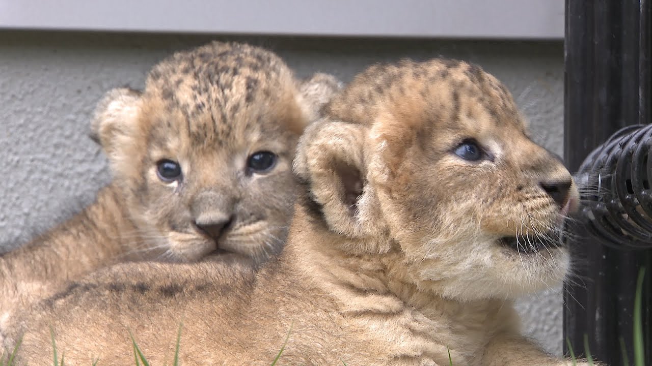 5年ぶり！しろとり動物園でライオンの赤ちゃん誕生 名前募集、記念撮影