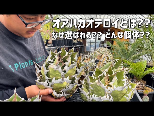 アガベ】