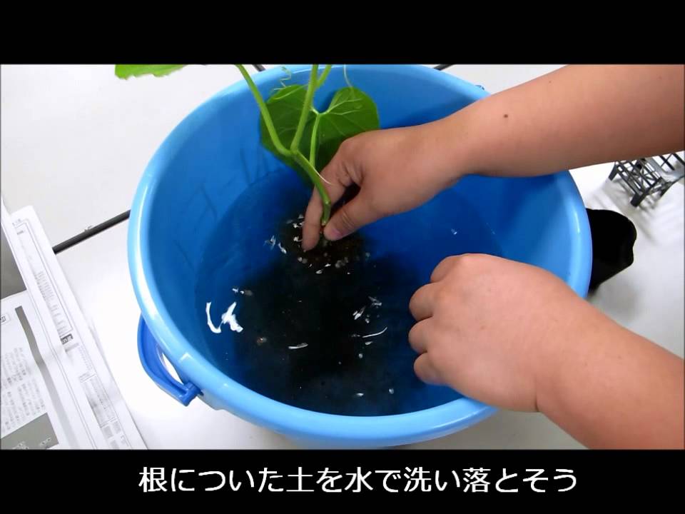 水耕栽培キット【ie・na】 苗から植え替え /三栄水栓 - YouTube