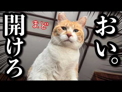 My Cat Rings the Doorbell and Glances at Me to Say 'Open the