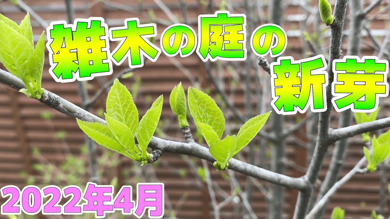 山採り自然樹形アオハダ 若葉 2024 秋元園芸 - YouTube