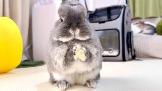 It's been 7 months since I started living with my foster rabbit