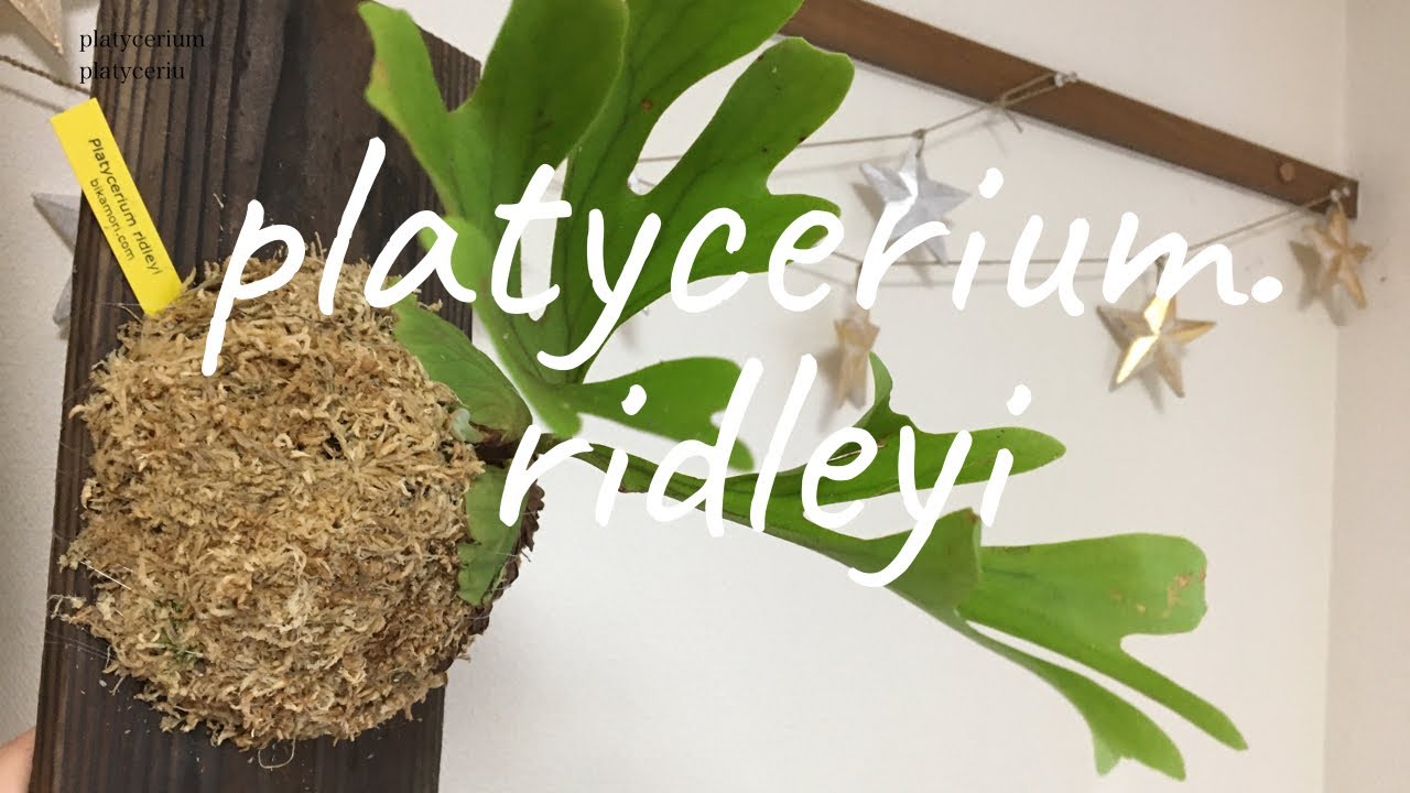 Platycerium ridleyiリドレイ板付けの基本 - YouTube