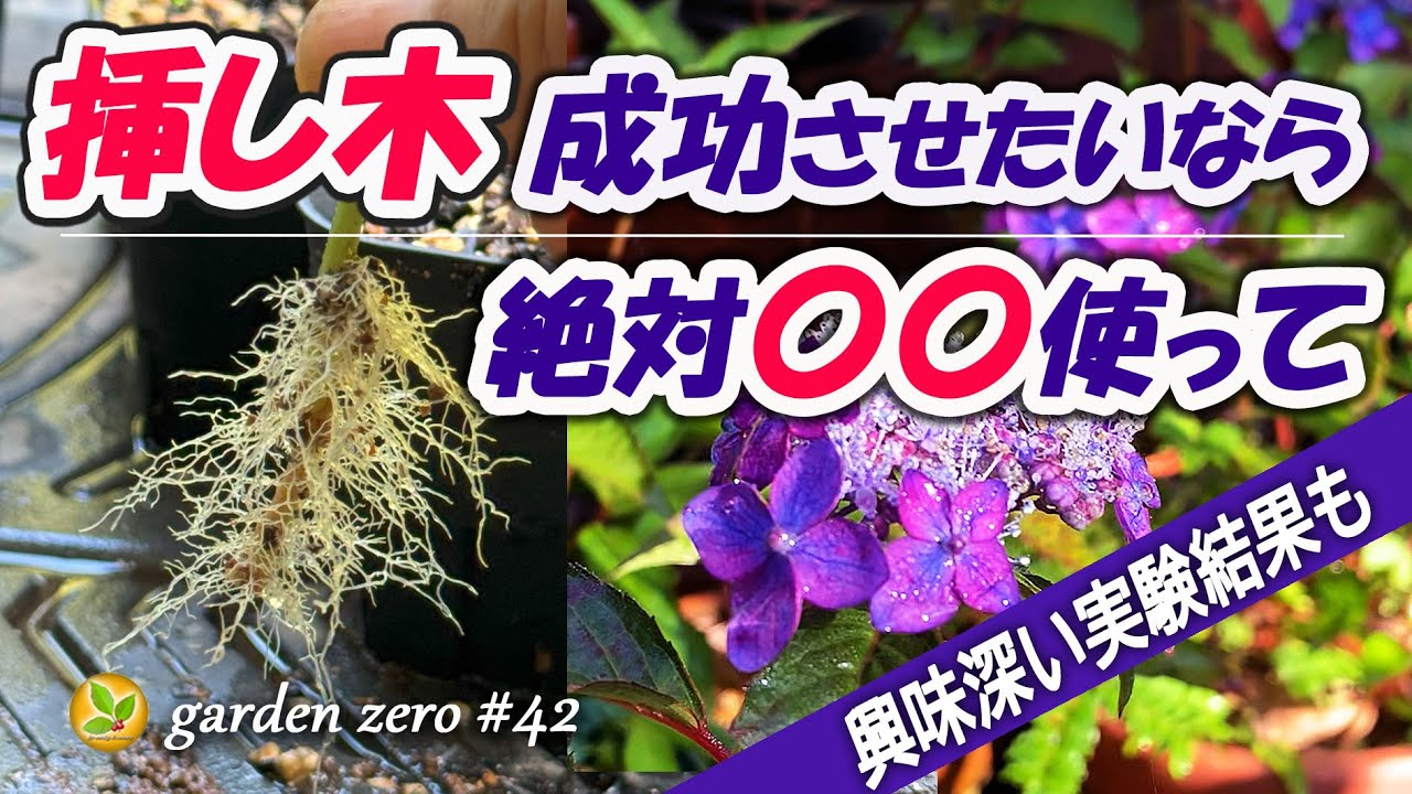 If you want to succeed with cuttings, try this [Check out the