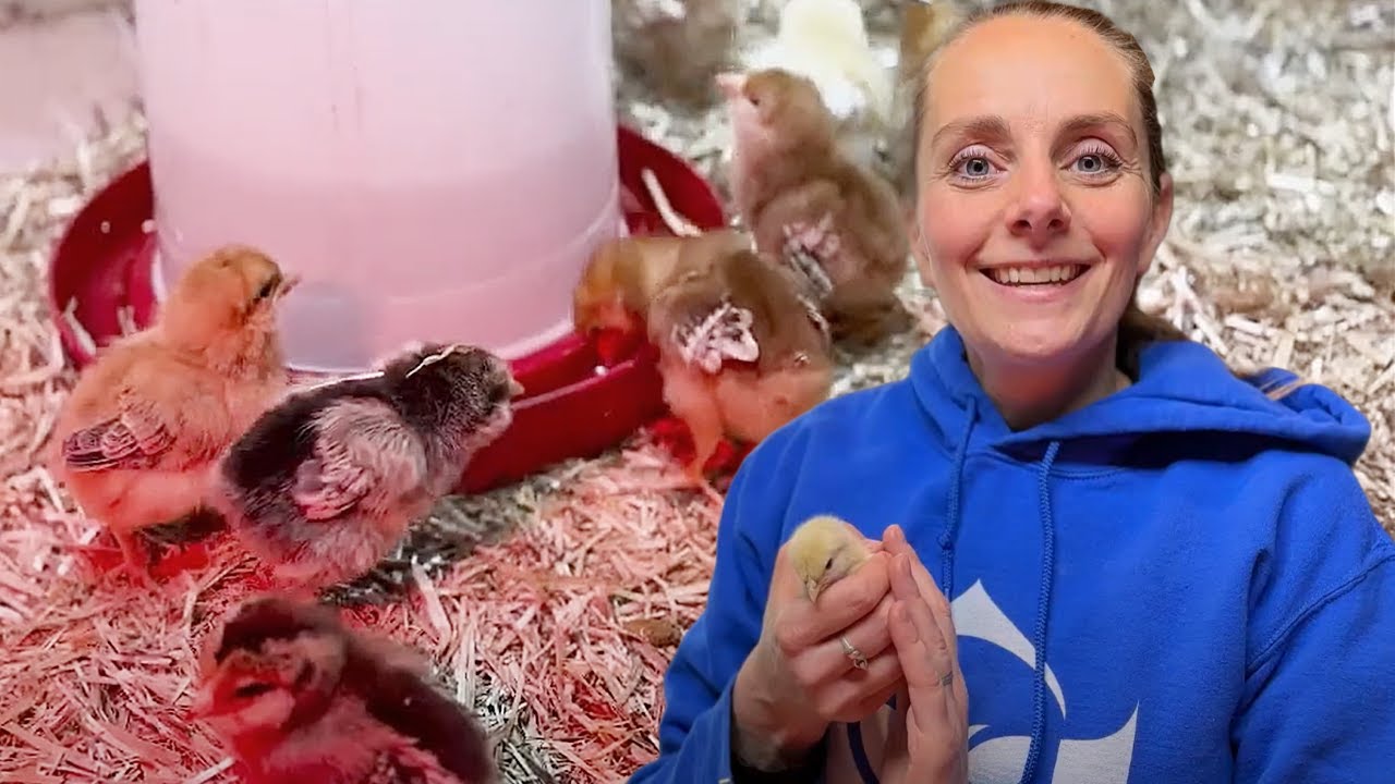 Daily Chick Care - Less Than 2 Minutes! - YouTube