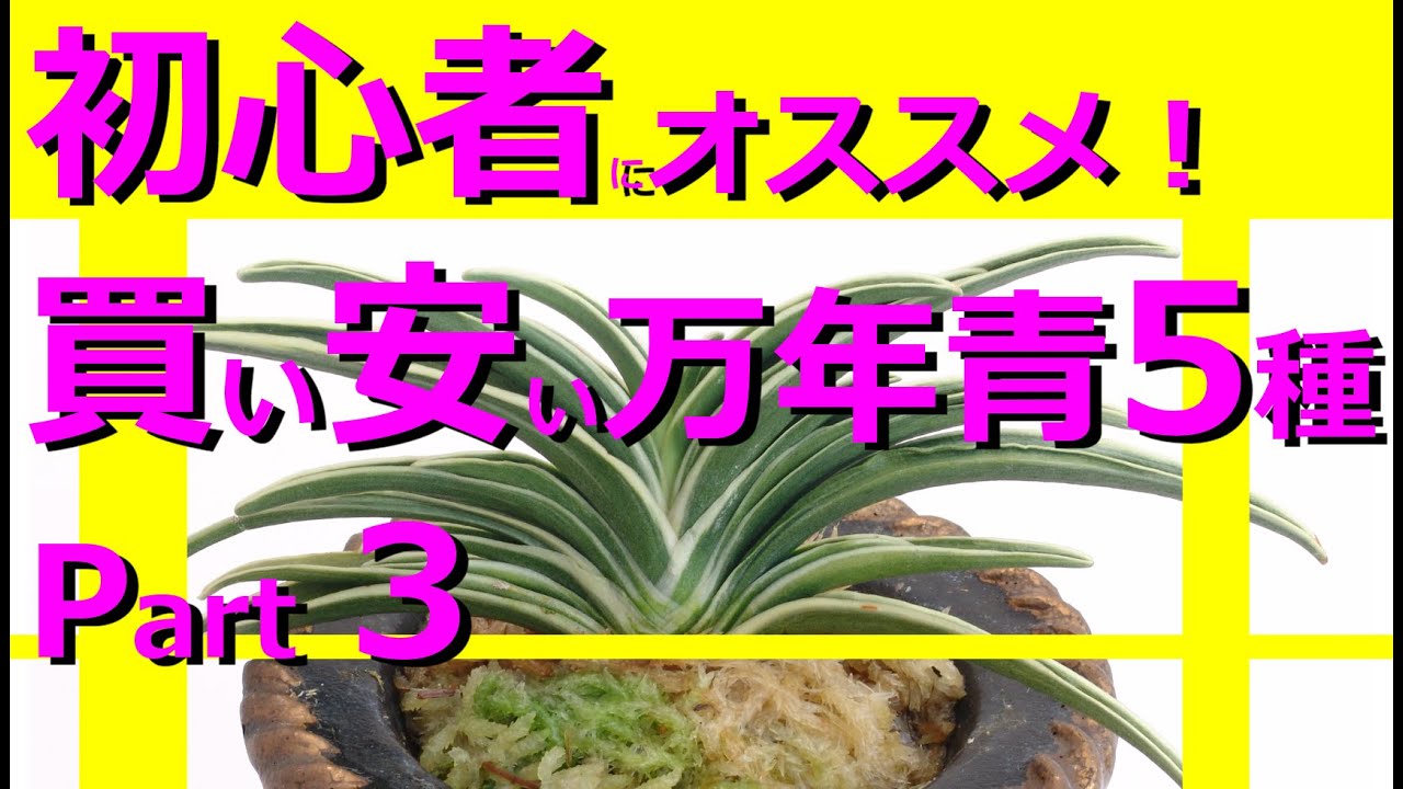 初心者にオススメ】買い安い万年青5品種 part3 愛玉殿 愛国殿 関白