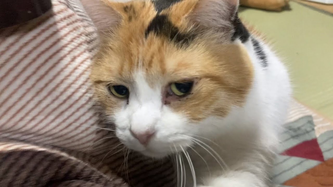 三毛猫】最近よく体によじ登る猫（2022年12月20日） - YouTube
