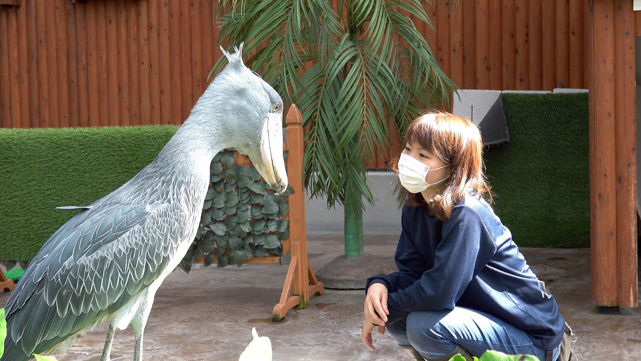 おねえさん来てくれた!喜ぶハシビロコウのふたば!【夏のスペシャル