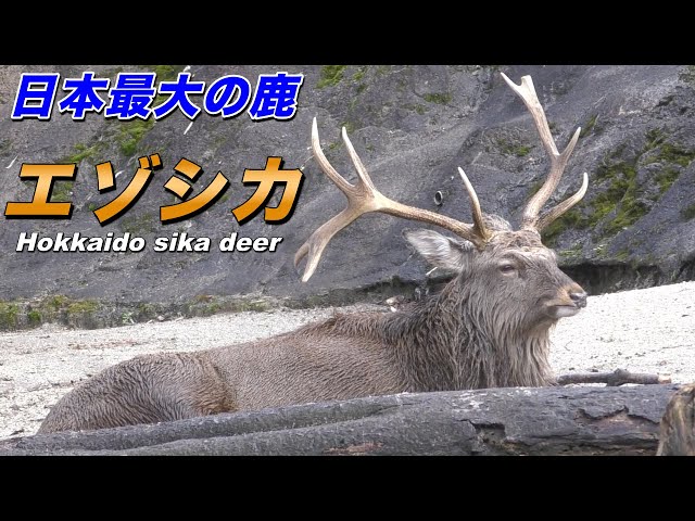 北海道の鹿】エゾシカの生態〜四季に合わせて変化する日本最大のシカ