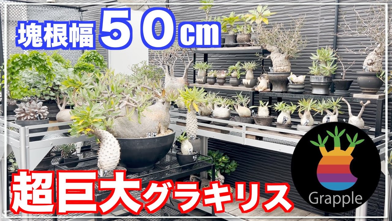 Japan's largest Gracilius was indeed out of the ordinary