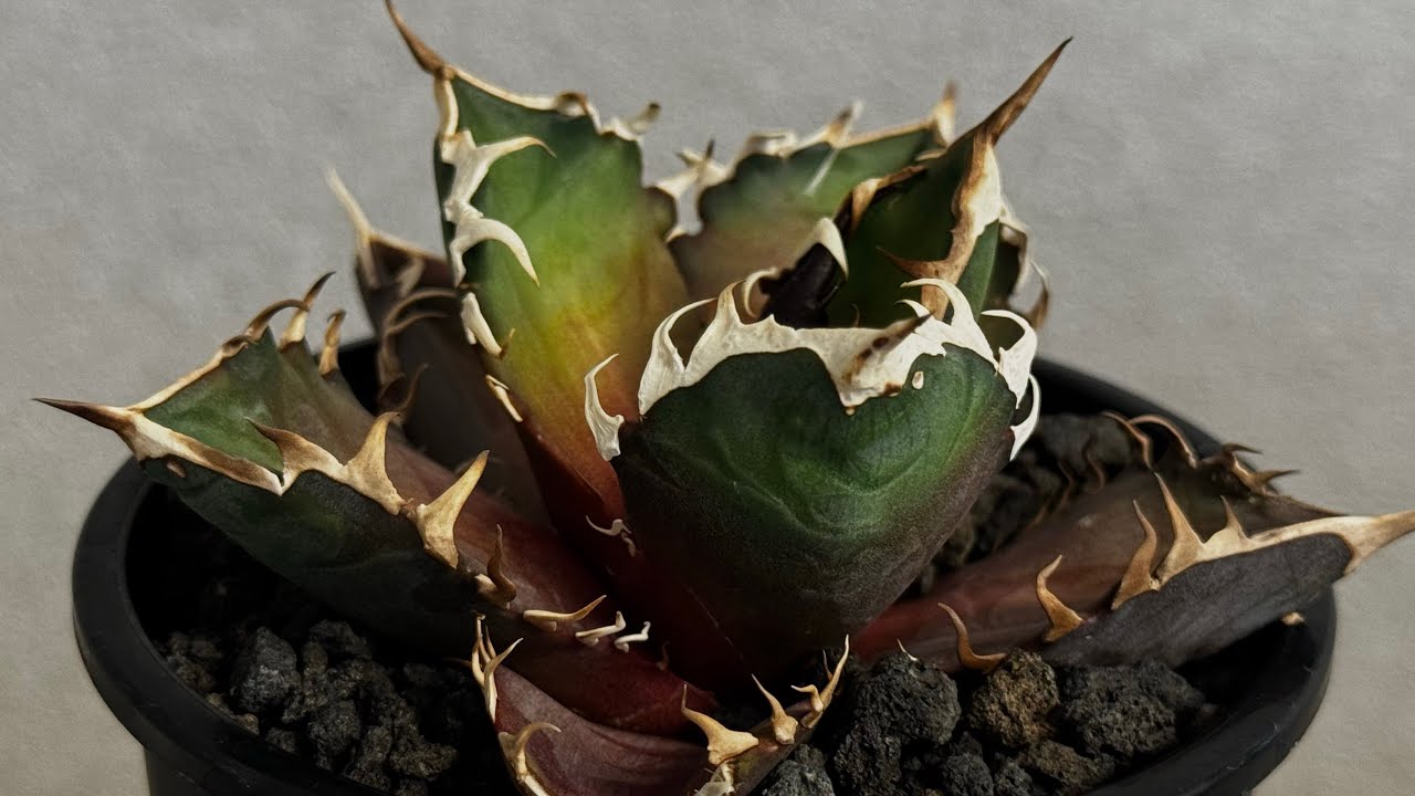 20260214 特選アガベ・チタノタ 赤猫(芽)-003｜agave titanota redcat