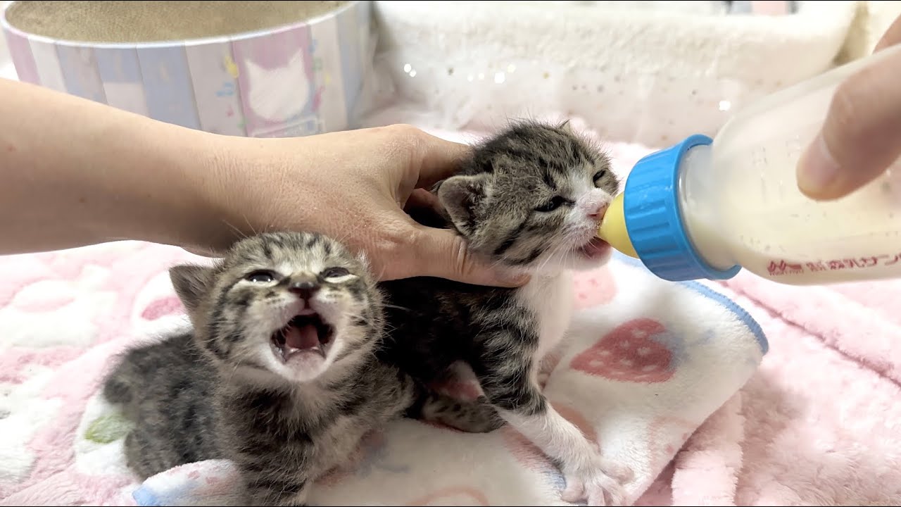 生後18日 早くミルクが飲みたい子猫と絶対譲りたくない子猫【山菜兄妹
