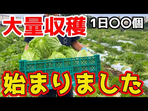 Chinese cabbage] I harvested an amazing XX pieces in one day, and
