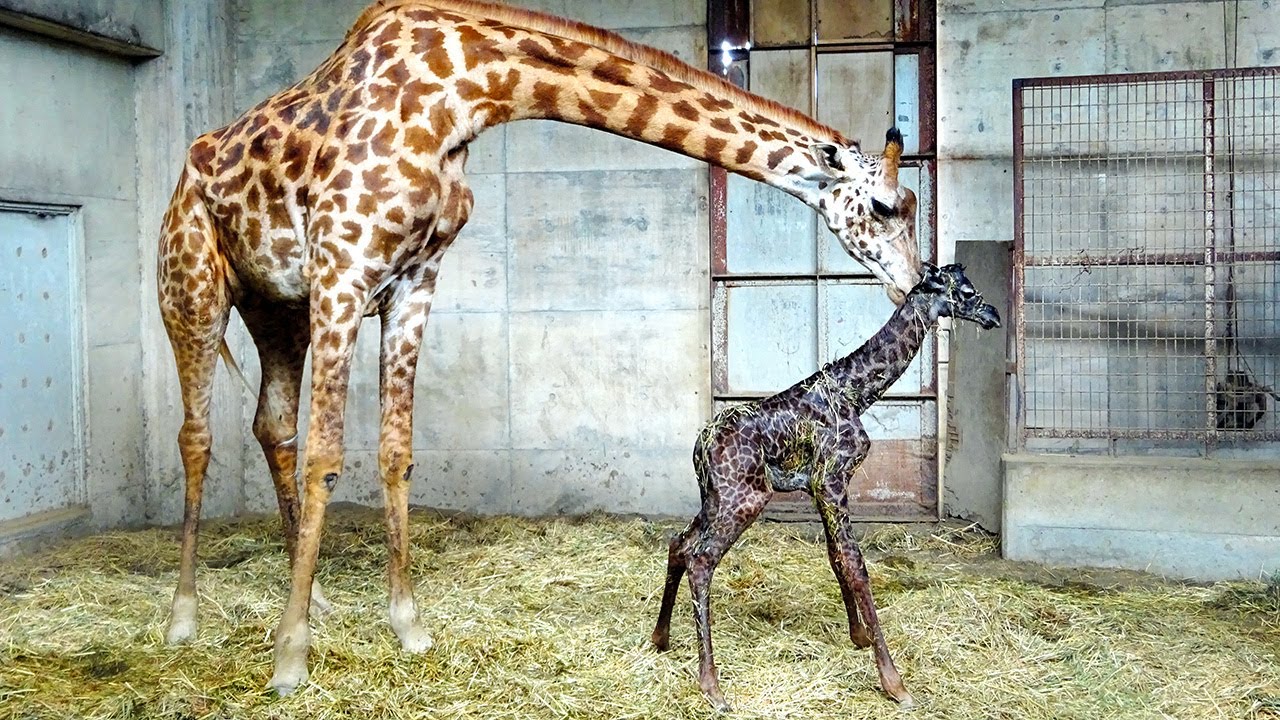 絶滅危惧種のマサイキリンの赤ちゃん誕生 国内唯一の雌から - YouTube