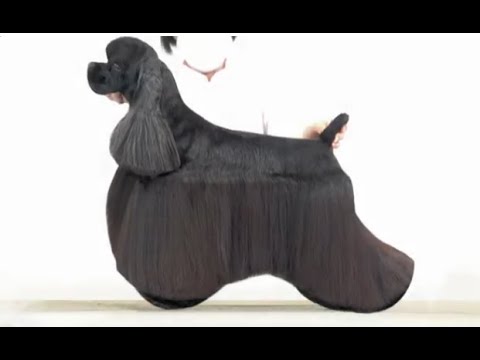 JapanKennelClub - YouTube