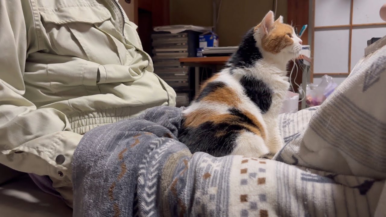 三毛猫】しっかり甘えてから夕ご飯にするミケ（2026年2月4日） - YouTube