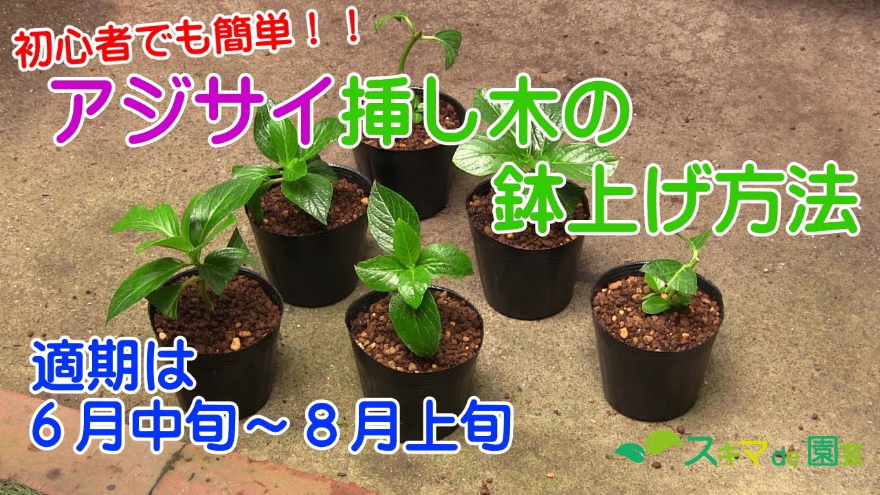 花木】アジサイ挿し木の鉢上げ方法【スキマde園芸】 - YouTube