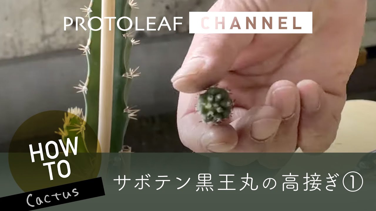 接ぎ木サボテン】黒王丸を背の高い台木へ接ぎ木（黒王丸） ー高接ぎ①