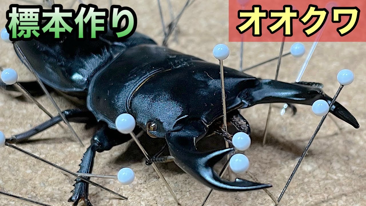 maxresdefault.jpg