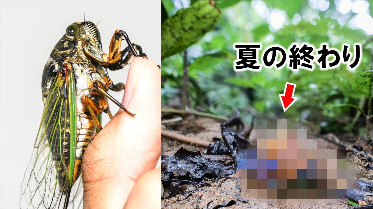 This is what happens when a cicada is parasitized - YouTube