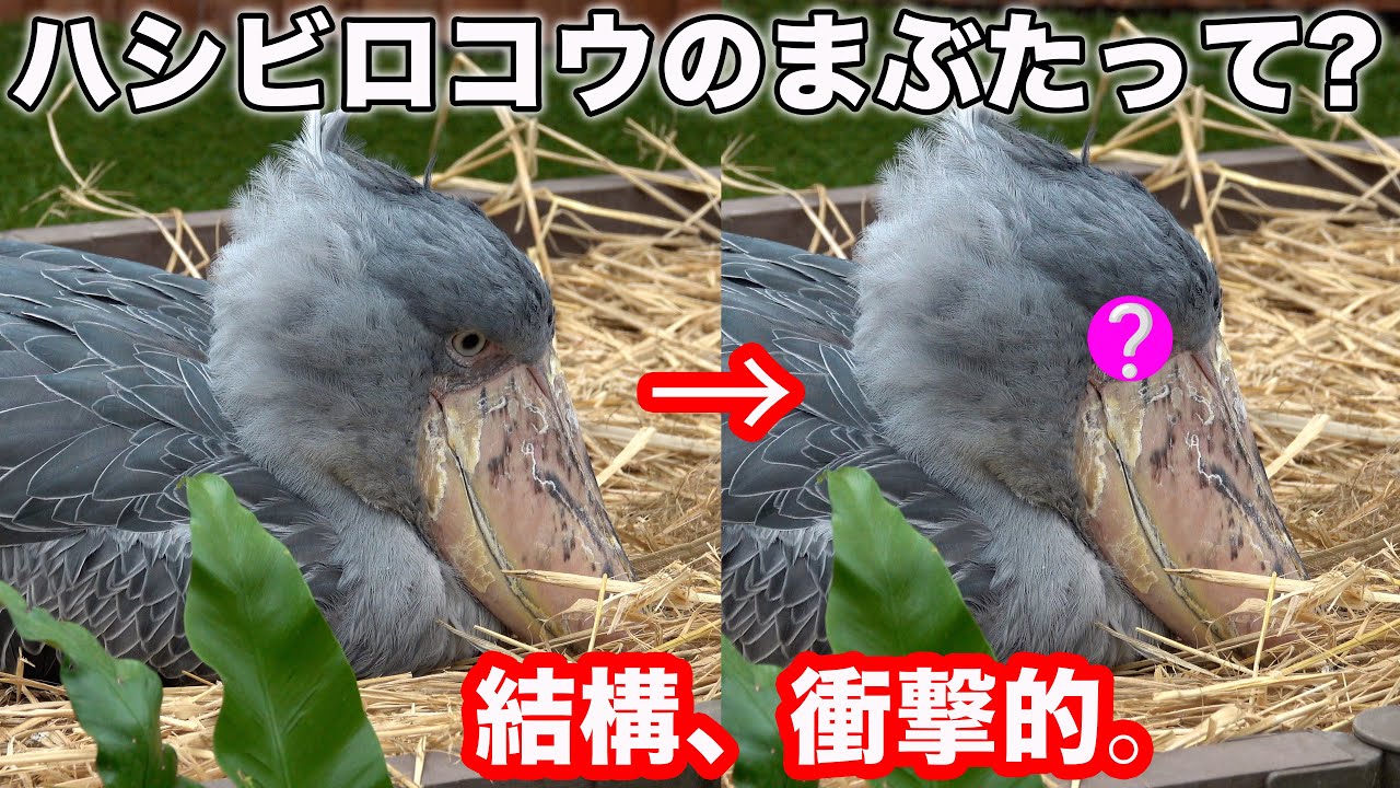 ハシビロコウふたばちゃんのまぶたの秘密と可愛いお友達!【冬のふたば