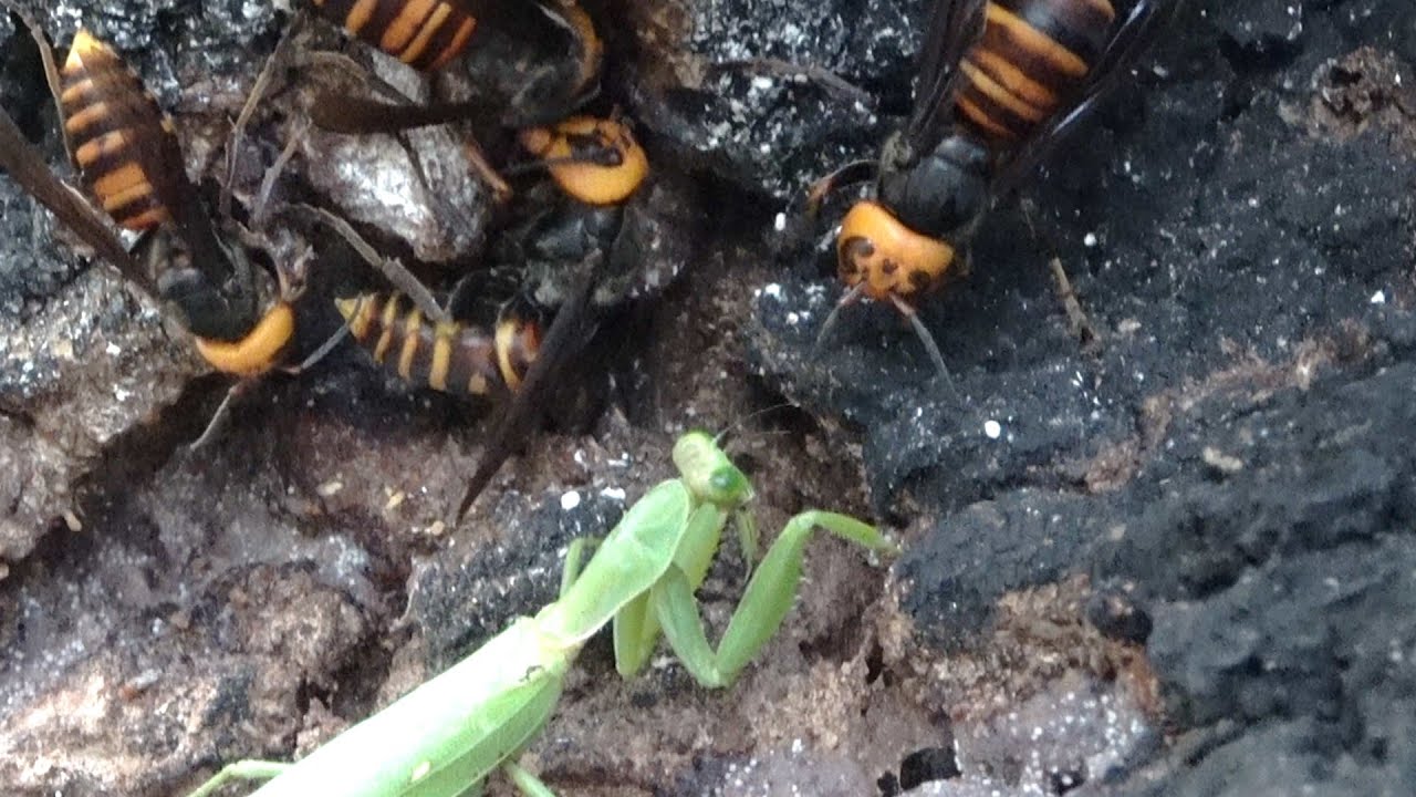 When a praying mantis approaches a swarm of giant hornets - YouTube