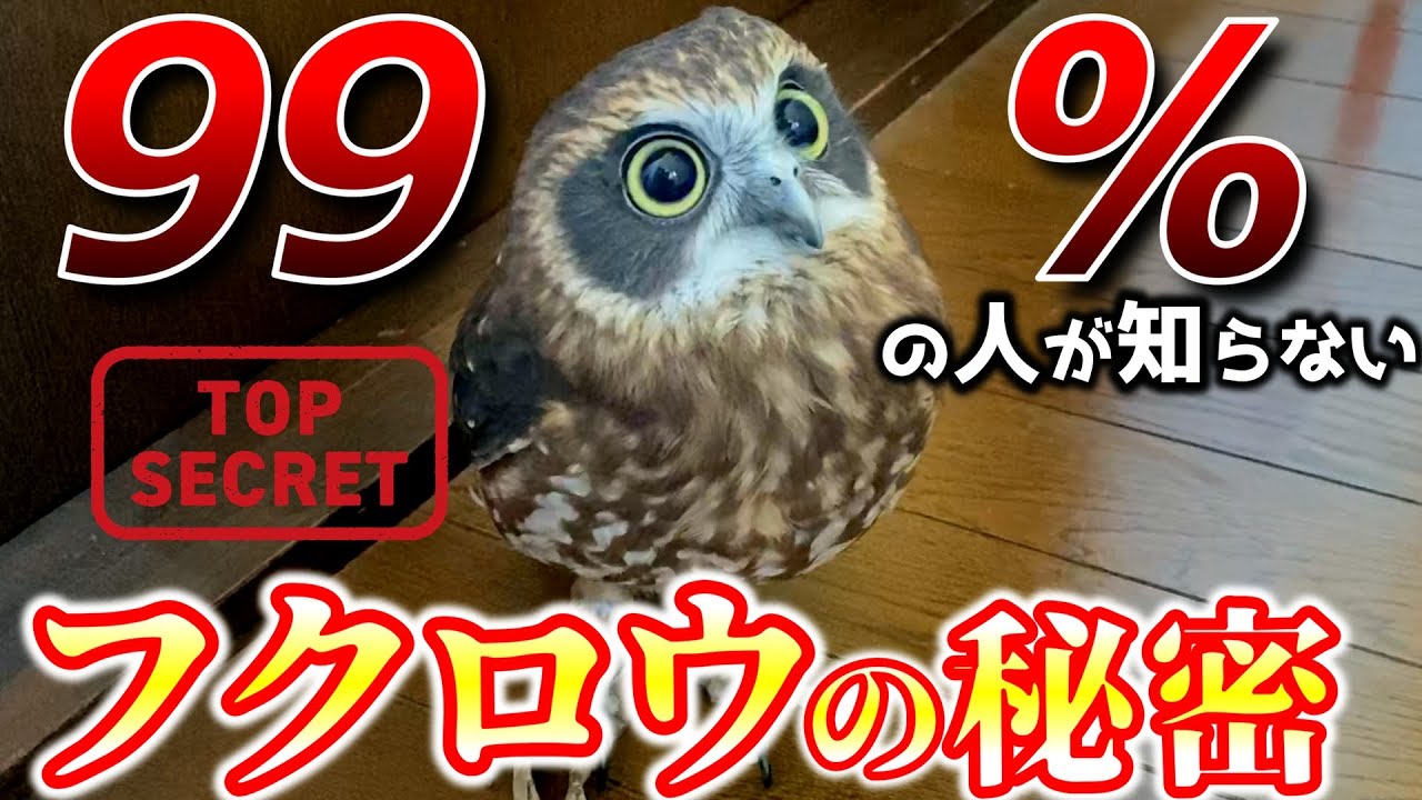 フクロウの秘密！あなたは何個知っている？ - YouTube
