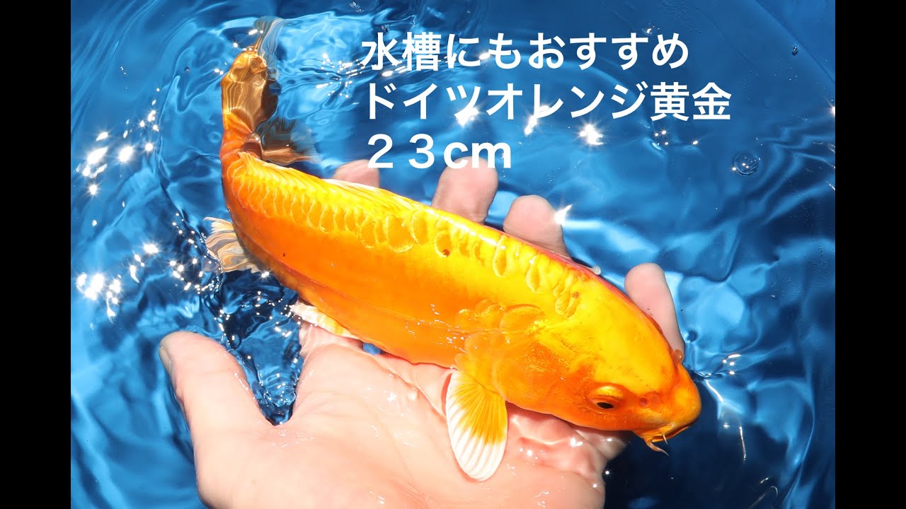 水槽にもおすすめのドイツオレンジ黄金 錦鯉大地 KOITAICHI - YouTube