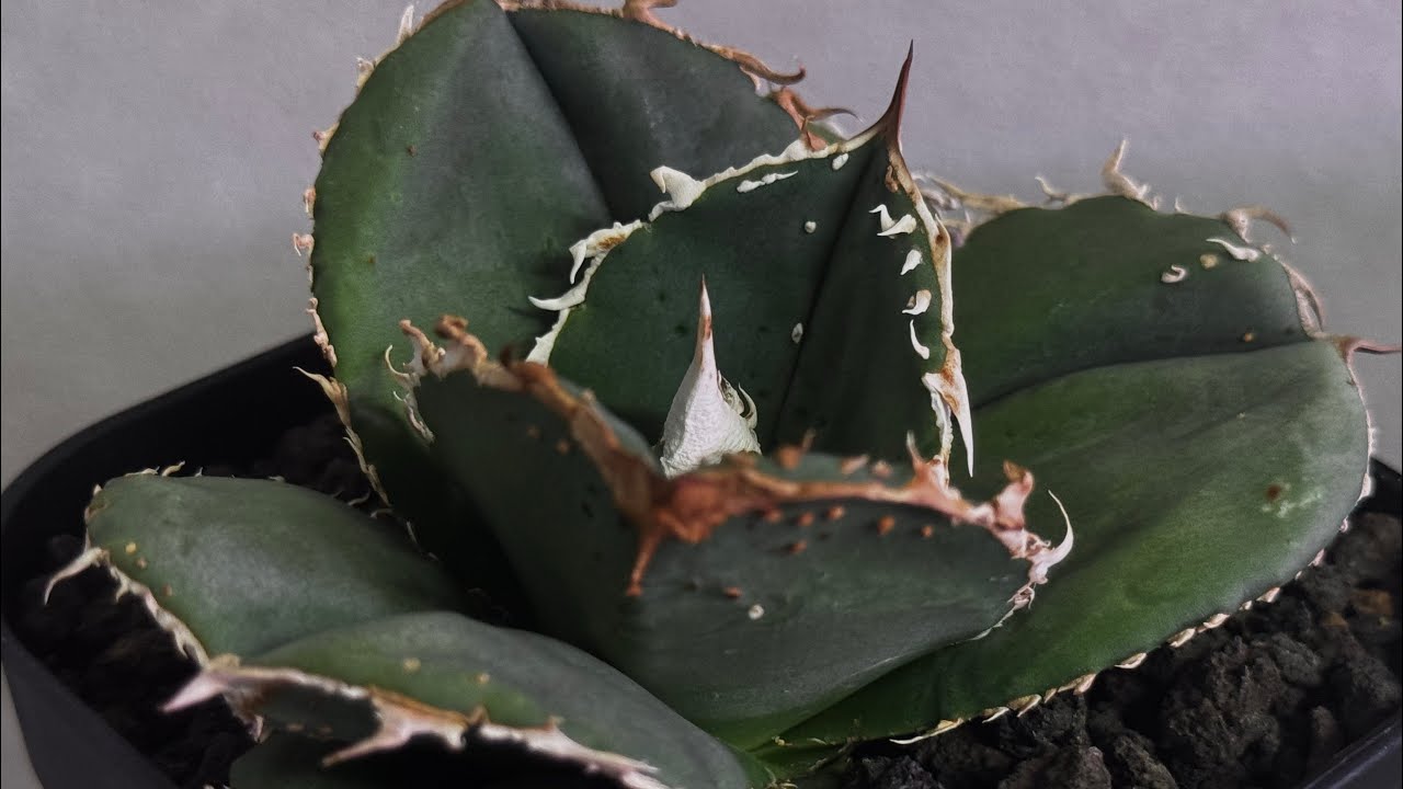 20251220 アガベ・チタノタ 蚩尤（芽）-008｜agave titanota chiyou