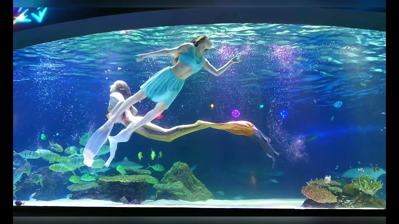 汝矣島にある水族館【Aqua Planet63】人魚が観れるショー - YouTube