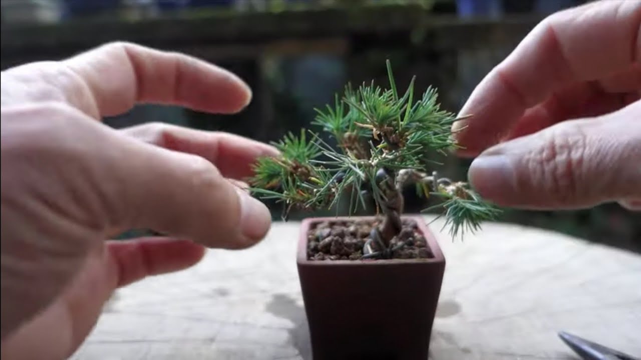 Bonsai diary】 ♯158 YAMADORI‐Naturl Bonsai‐山採りした赤松でミニ