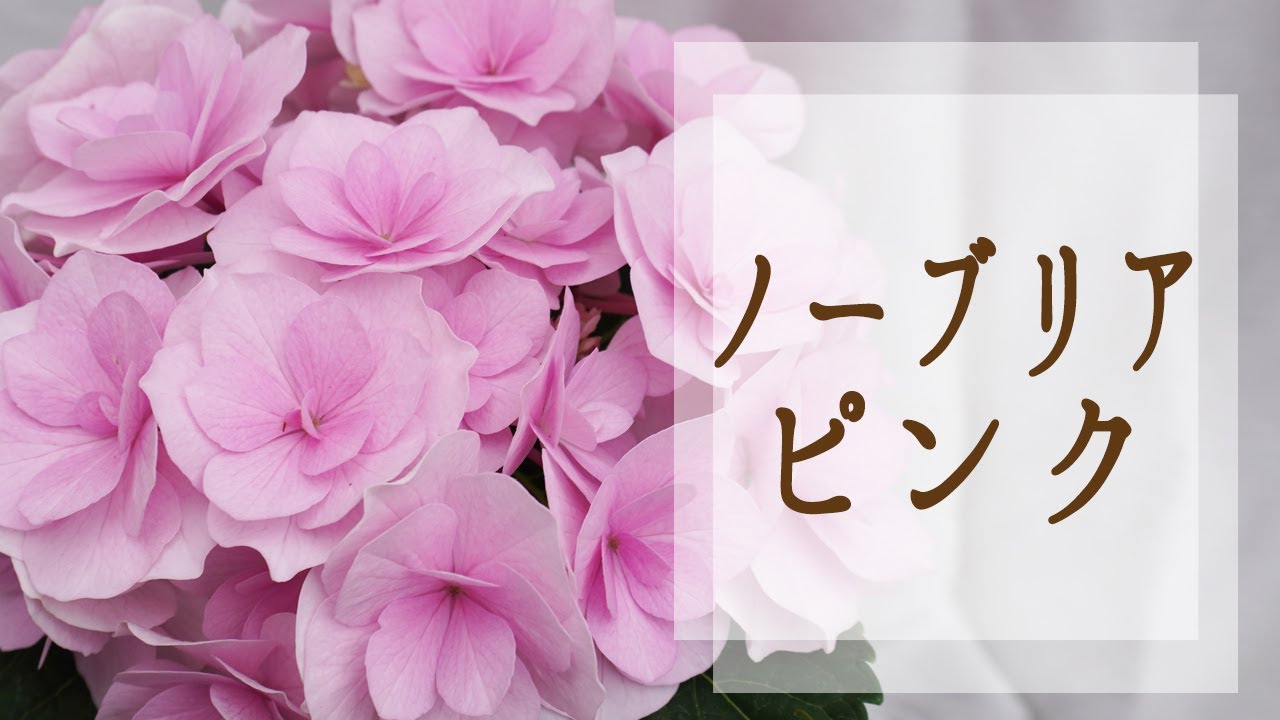 ノーブリアピンク解説(旧名称未定20-10ピンク) さかもと園芸の新品種