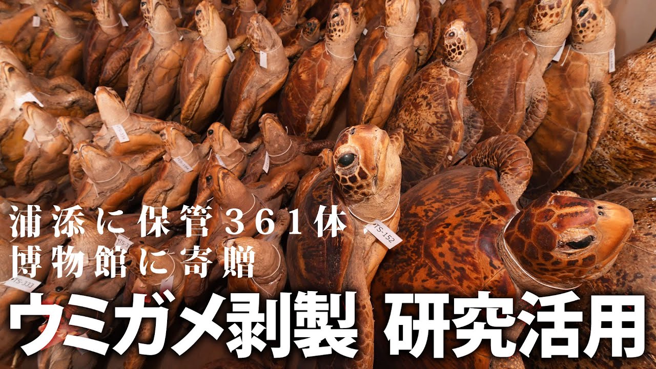 ウミガメ剥製 研究活用 浦添に保管361体 博物館寄贈 - YouTube