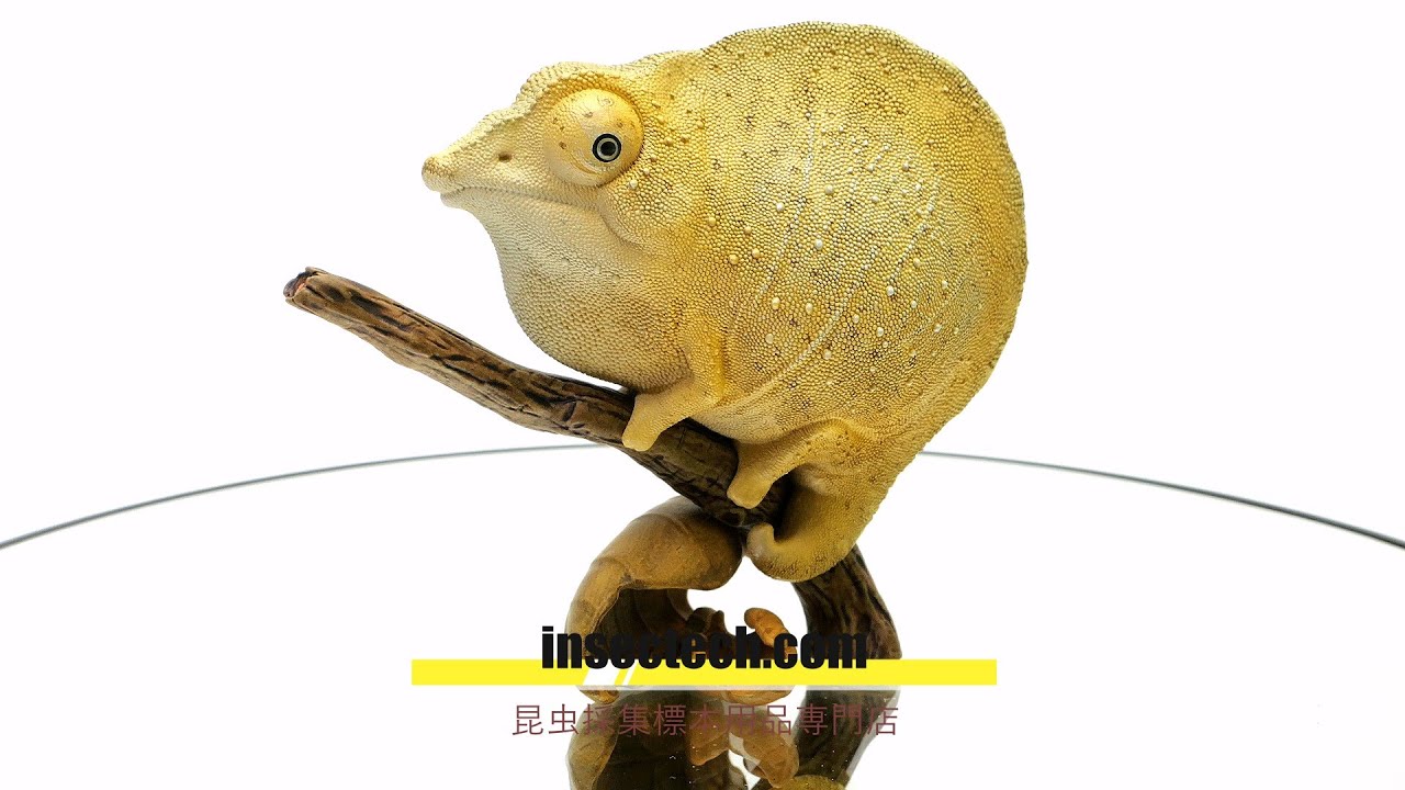 動物の惑星】「シークレット」ミニマヒメカメレオン フィギュア - 昆虫