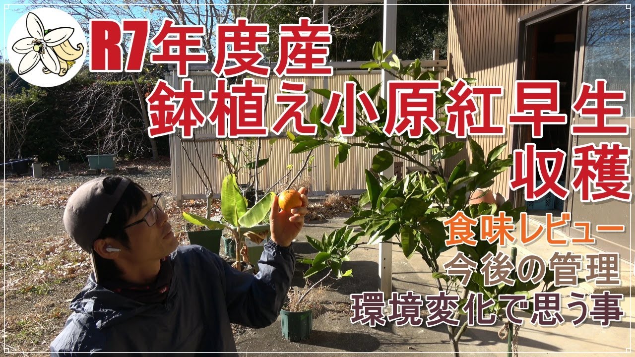 R7 harvest] Potted Obara Beni Wase harvest [Future management