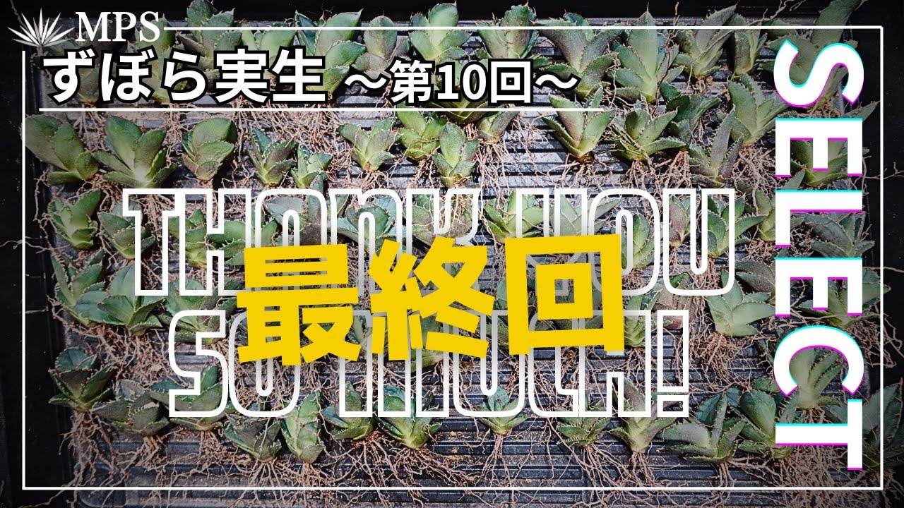 アガベ実生】選抜と目利きのポイント解説。1年間の育成結果。重要な