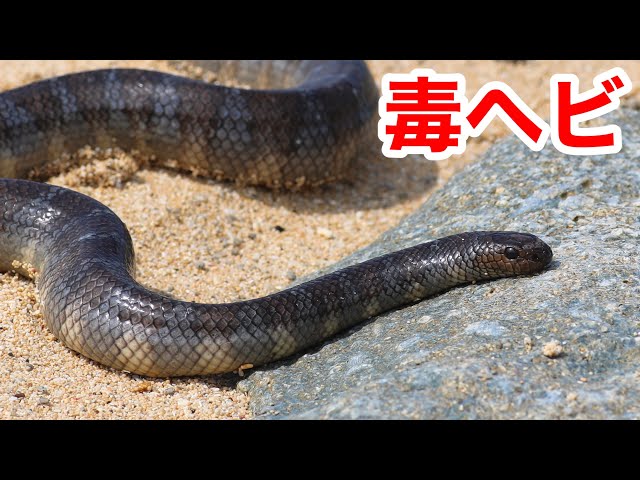 Case fatality rate 61%! Encounter Japan's strongest venomous snake