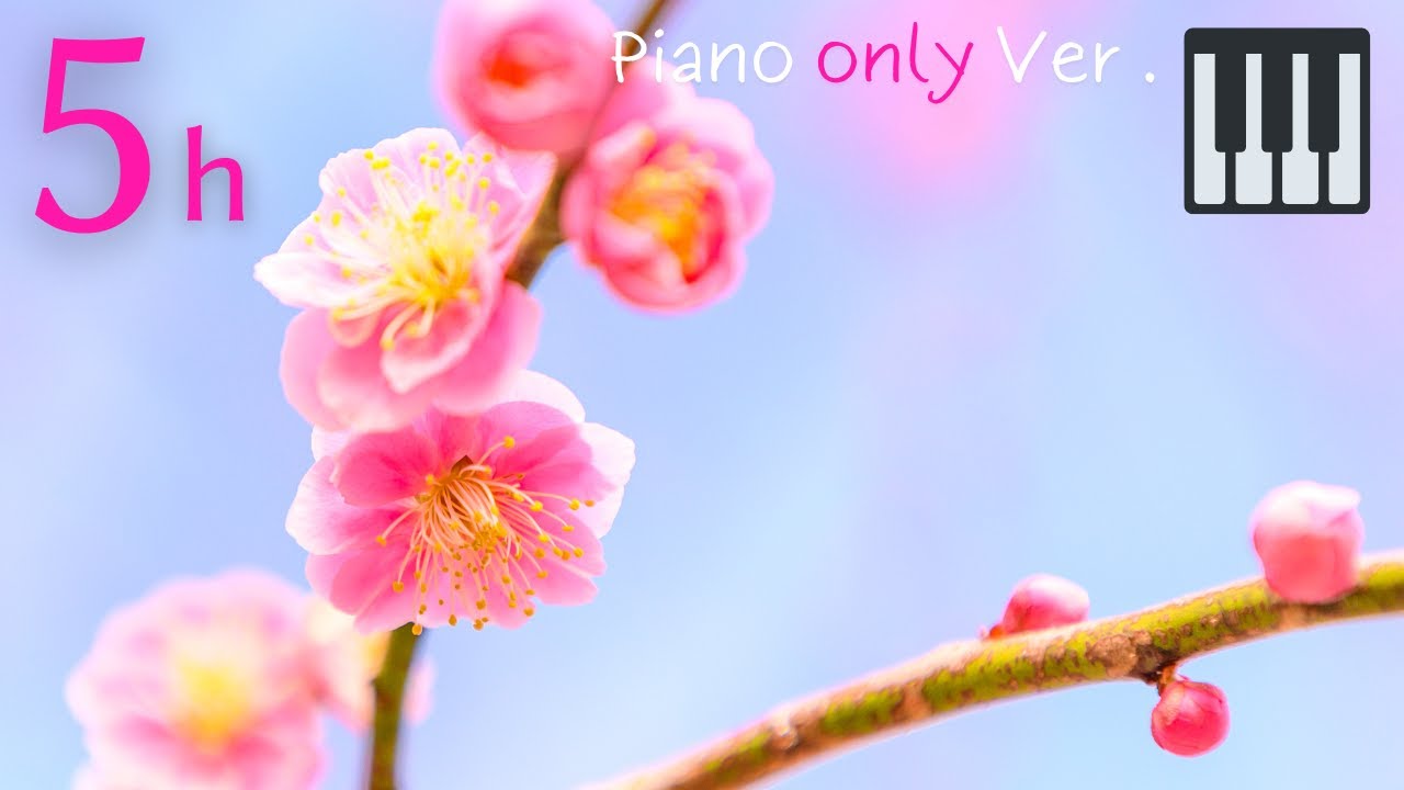 Spring piano relaxing music, the plums are in full bloom, Japanese