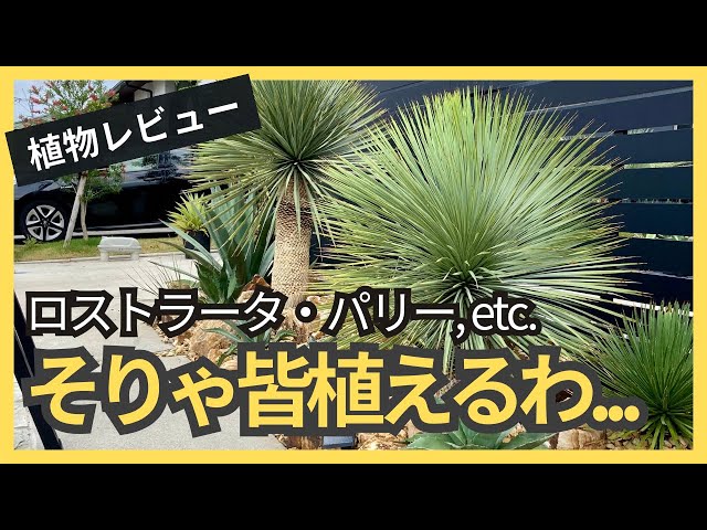 Heavy] 4 classic plants for dry gardens! Honest review after