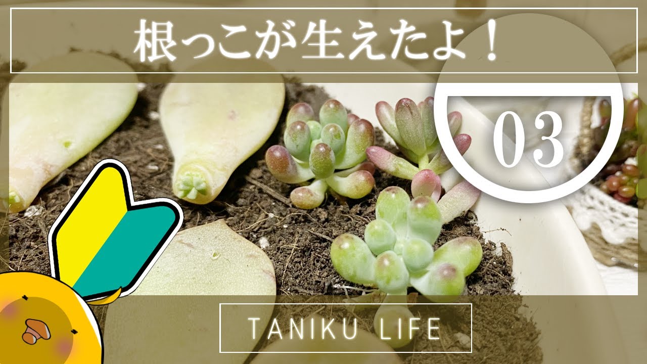 多肉植物】葉挿しも挿し木も成長期！【経過報告】 - YouTube