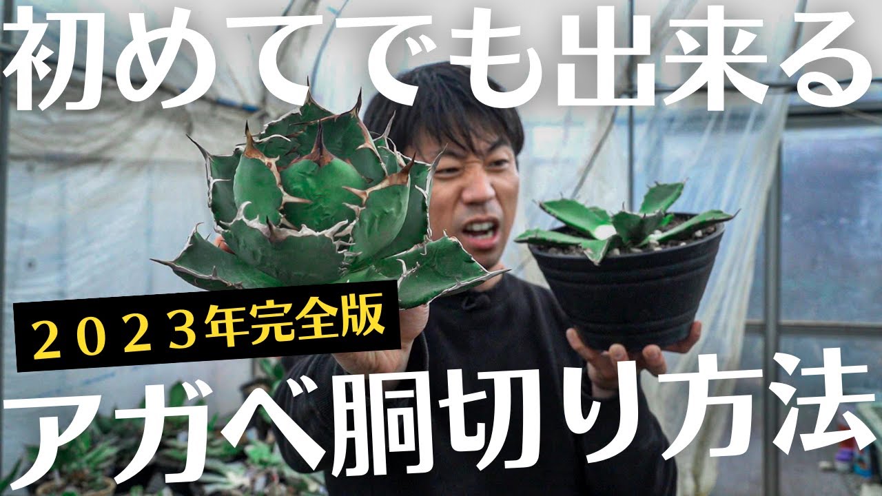 アガベを無限に増やす方法？！】2023年最新決定版！！ - YouTube