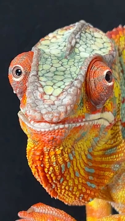 Chameleons are so beautiful! #reptiles #shorts #chameleon
