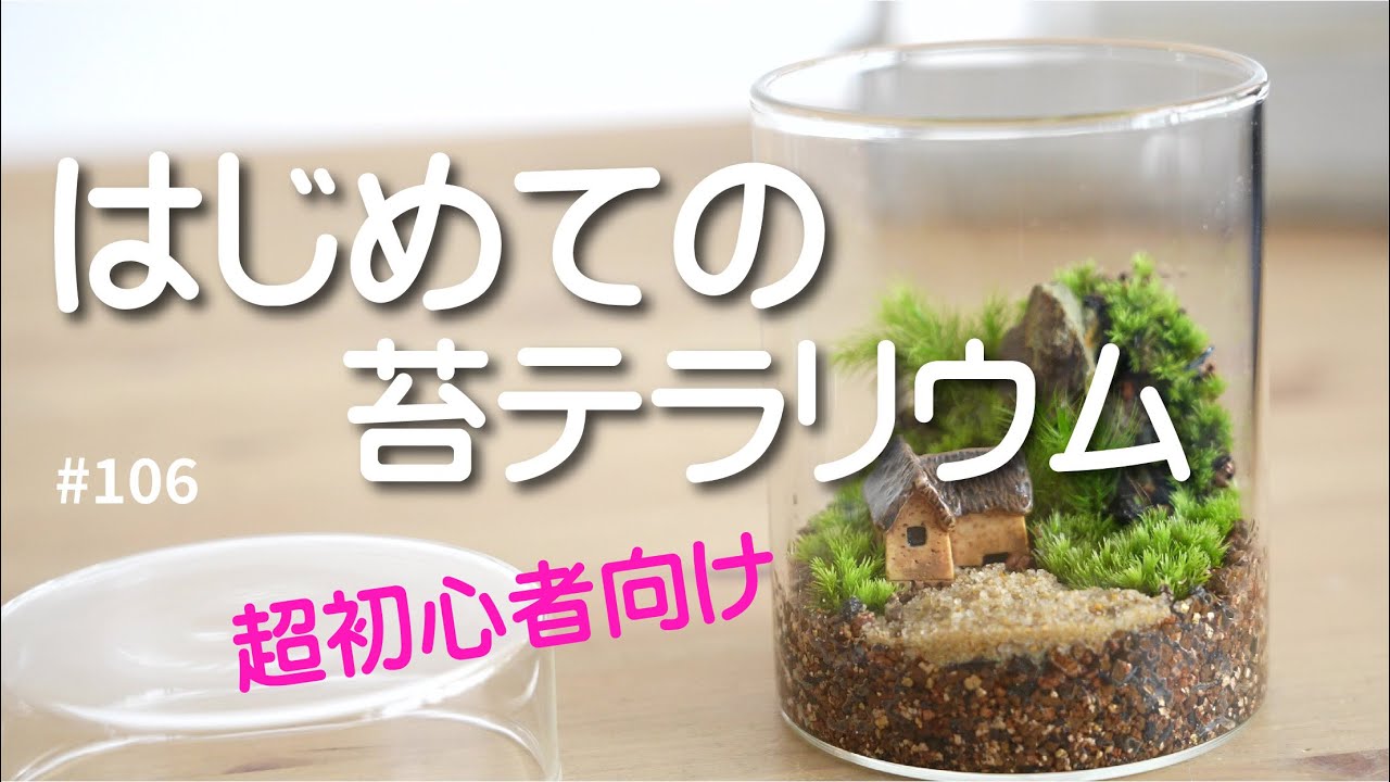 Making your first moss terrarium (with audio commentary) #106