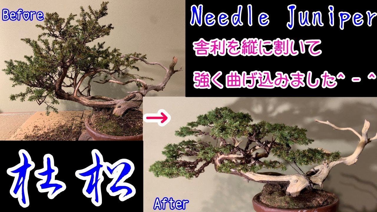How to create a Needle Juniper bonsai - YouTube