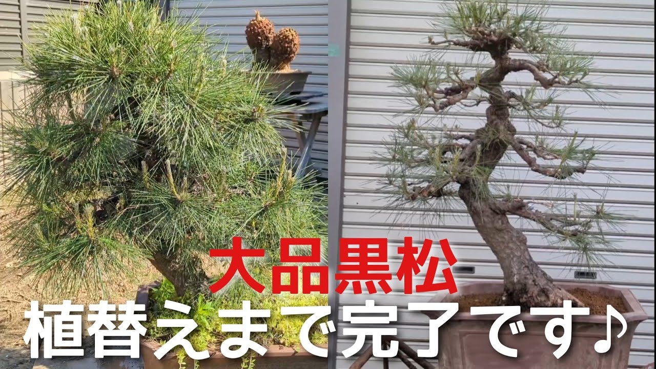 樹高90cm大品黒松 植替えまで完了です♪ - YouTube