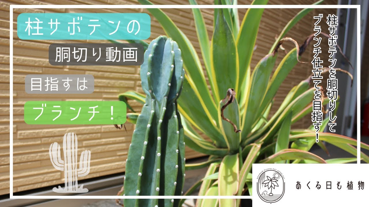 柱サボテンの胴切り-ブランチ仕立てを目指して- - YouTube