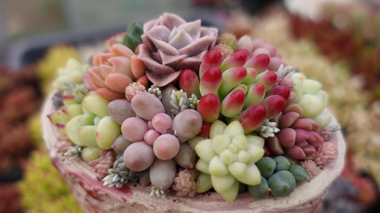 つぶつぶ多肉の寄せ植え - YouTube