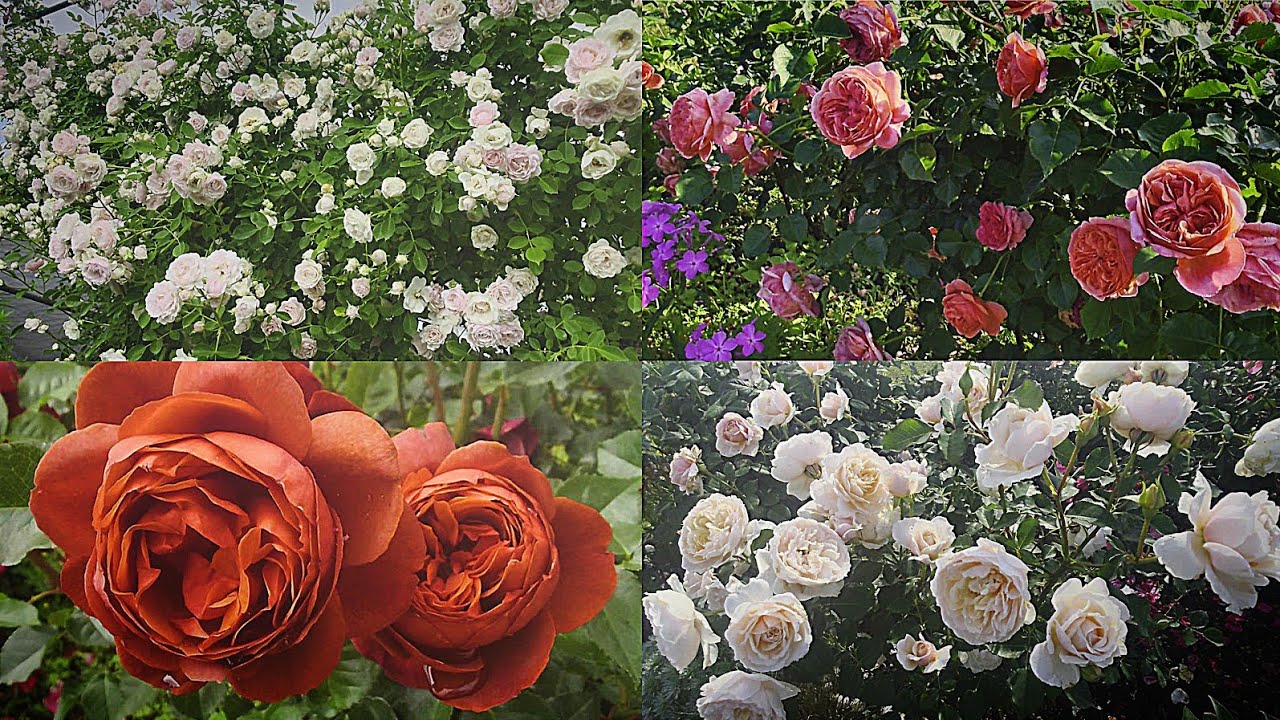 橋本不二子 リトグラフ ブーケ 薔薇 額縁 インテリアp 2025年最新
